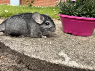HAN standard vc chinchilla