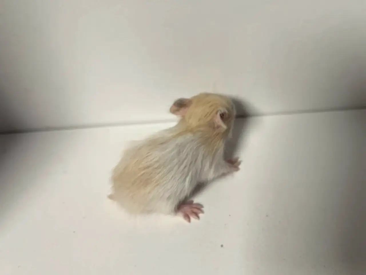 Billede 13 - Guldhamster unger
