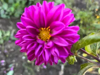 Geoginer - Dahlia knolde