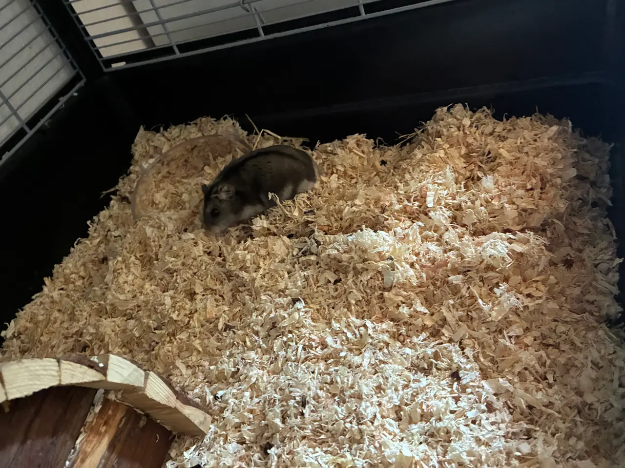 Billede 6 - Hamster og tilbehør 