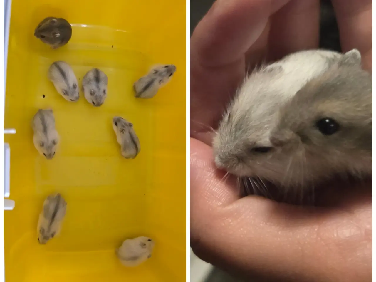 Billede 1 - små baby dværghamster unger.