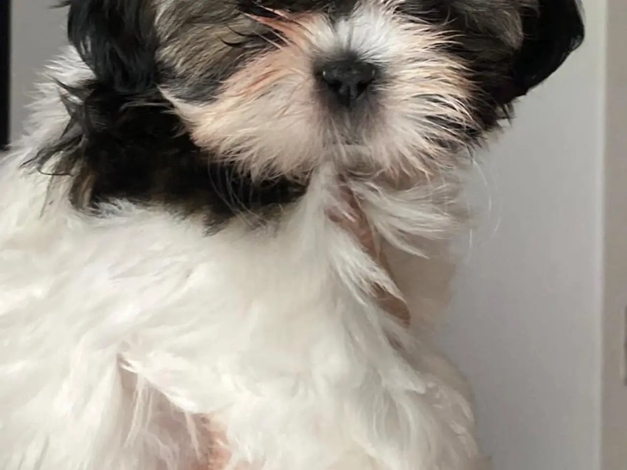 Billede 5 - Ægte Shih Tzu hvalpe