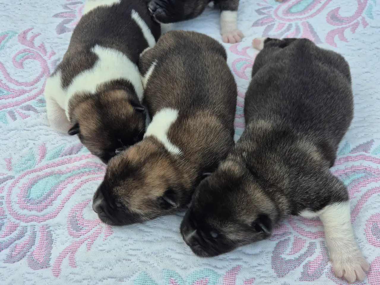 Billede 2 - Hundehvalpe American Akita