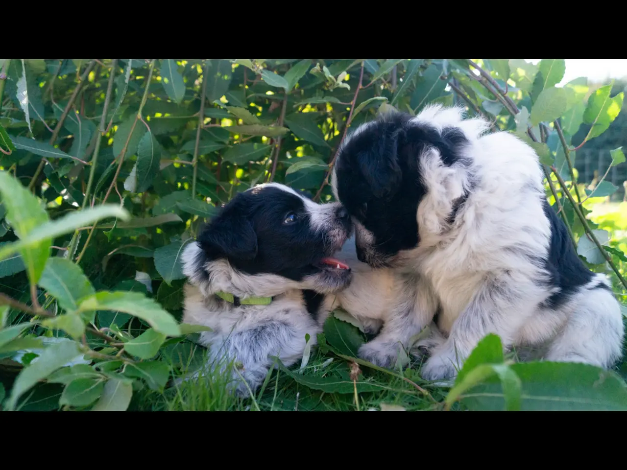 Billede 2 - Samojede/schapendoes hvalpe🐾