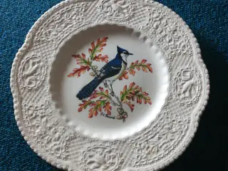 Vægplatte Blue Jay engelsk.