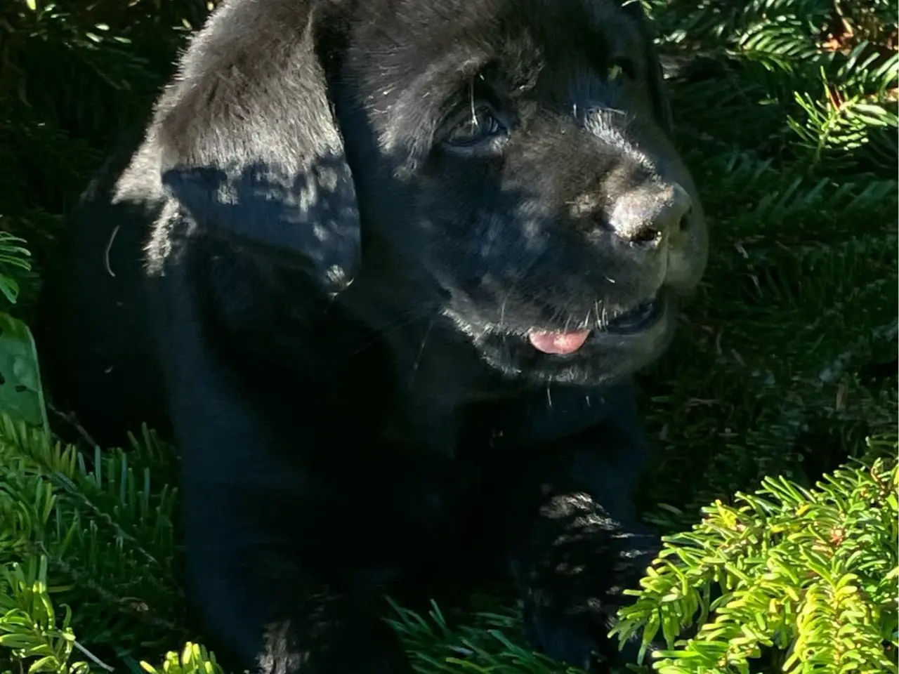 Billede 1 - Labrador tævehvalp, 8 uger 