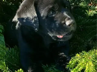 Labrador tævehvalp, 8 uger