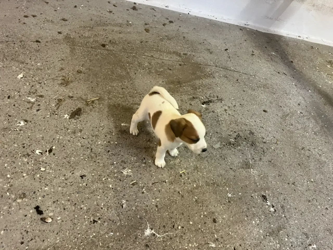 Billede 12 - Jack Russel hvalpe