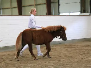 Sønderskovs Formidable 6mdr hingst.