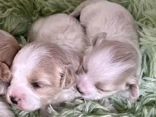Skønne hvalpe Pudel / Shih Tzu - 4