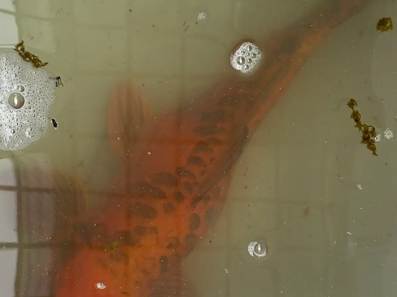 Billede 4 - 6 Koi SAMLET
