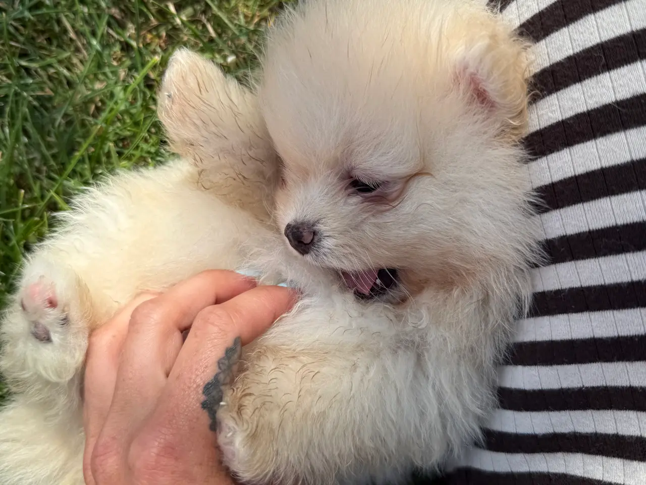 Billede 6 - Pomeranian