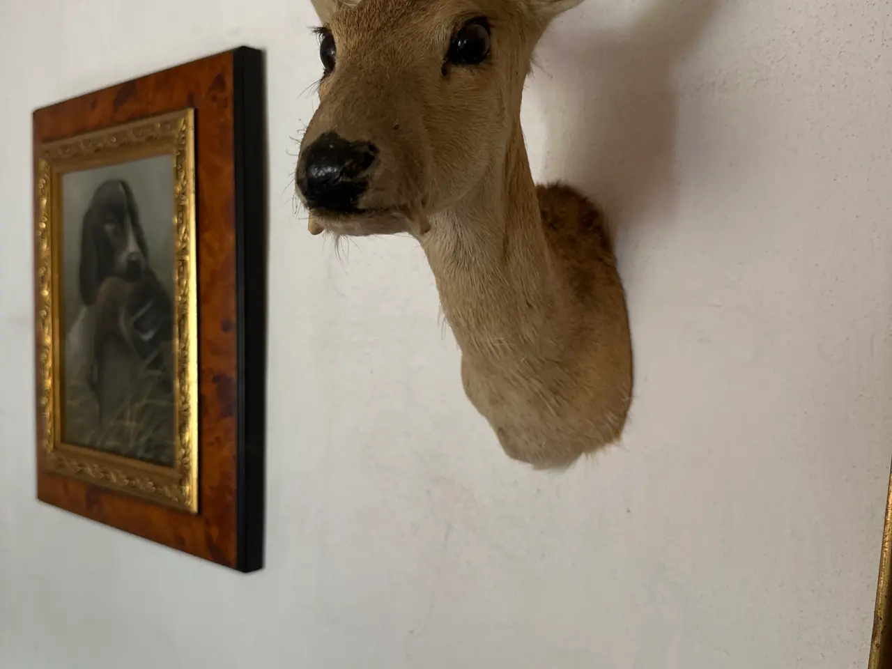 Billede 4 - Muntjac + CWD