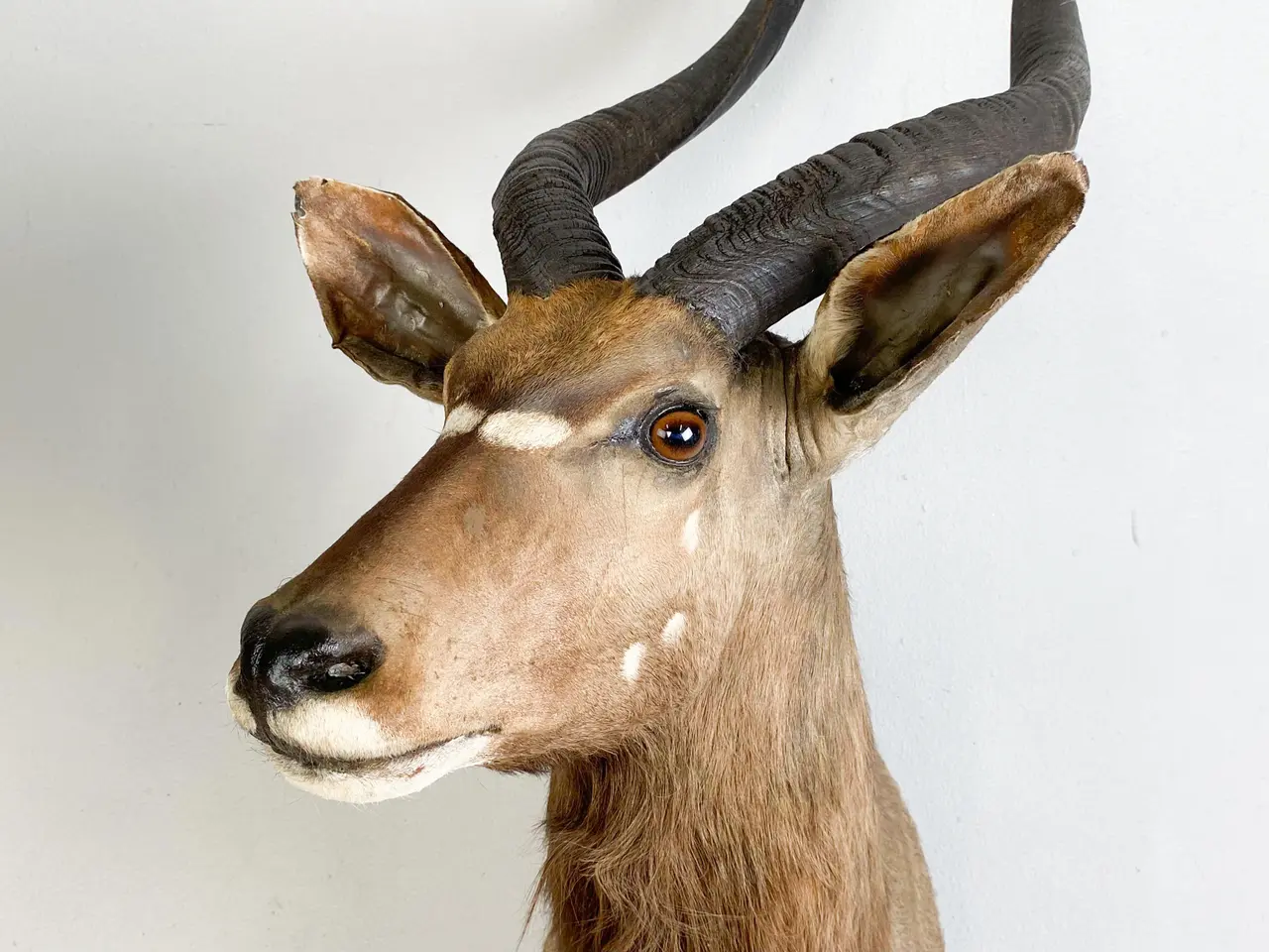 Billede 2 - Skuldermonteret Nyala jagttrofæ