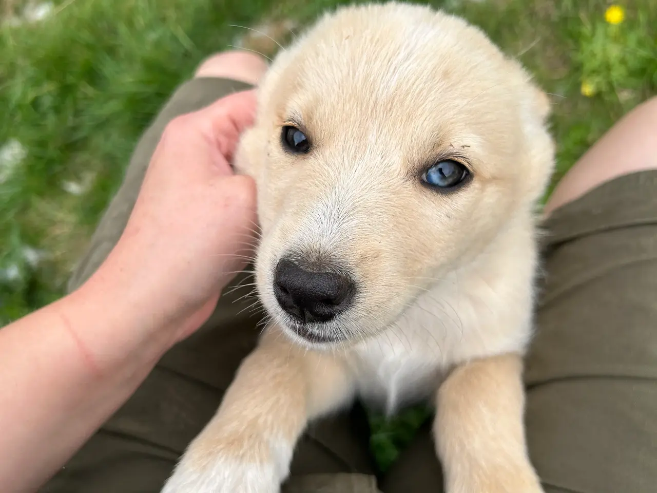 Billede 2 - 🐾 Dandi søger sit nye hjem 🐾