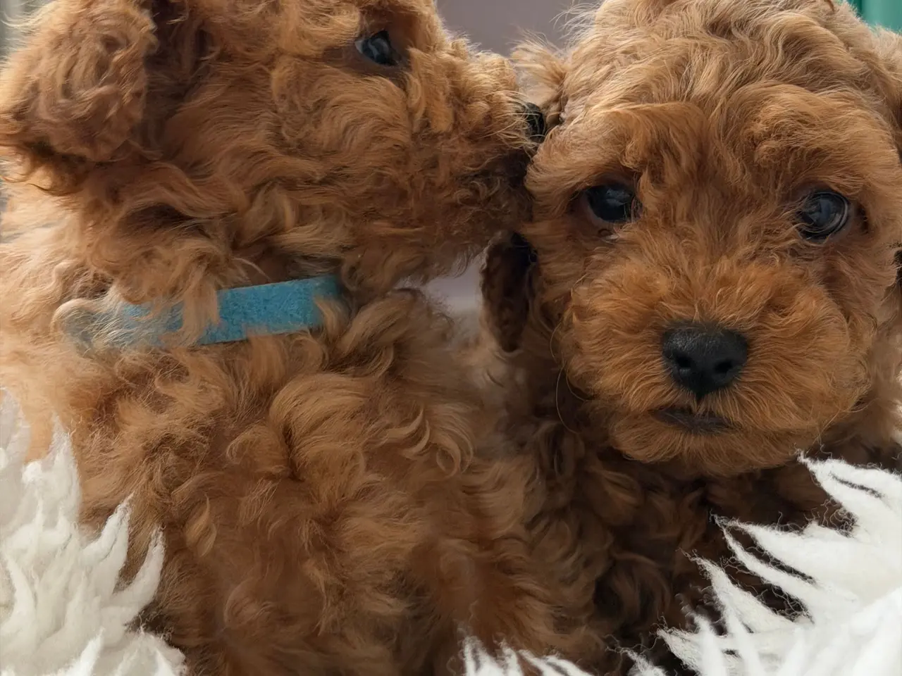 Billede 1 -  Søde Mini Maltipoo hvalpe til salg
