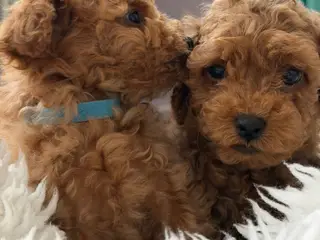 Søde Mini Maltipoo hvalpe til salg