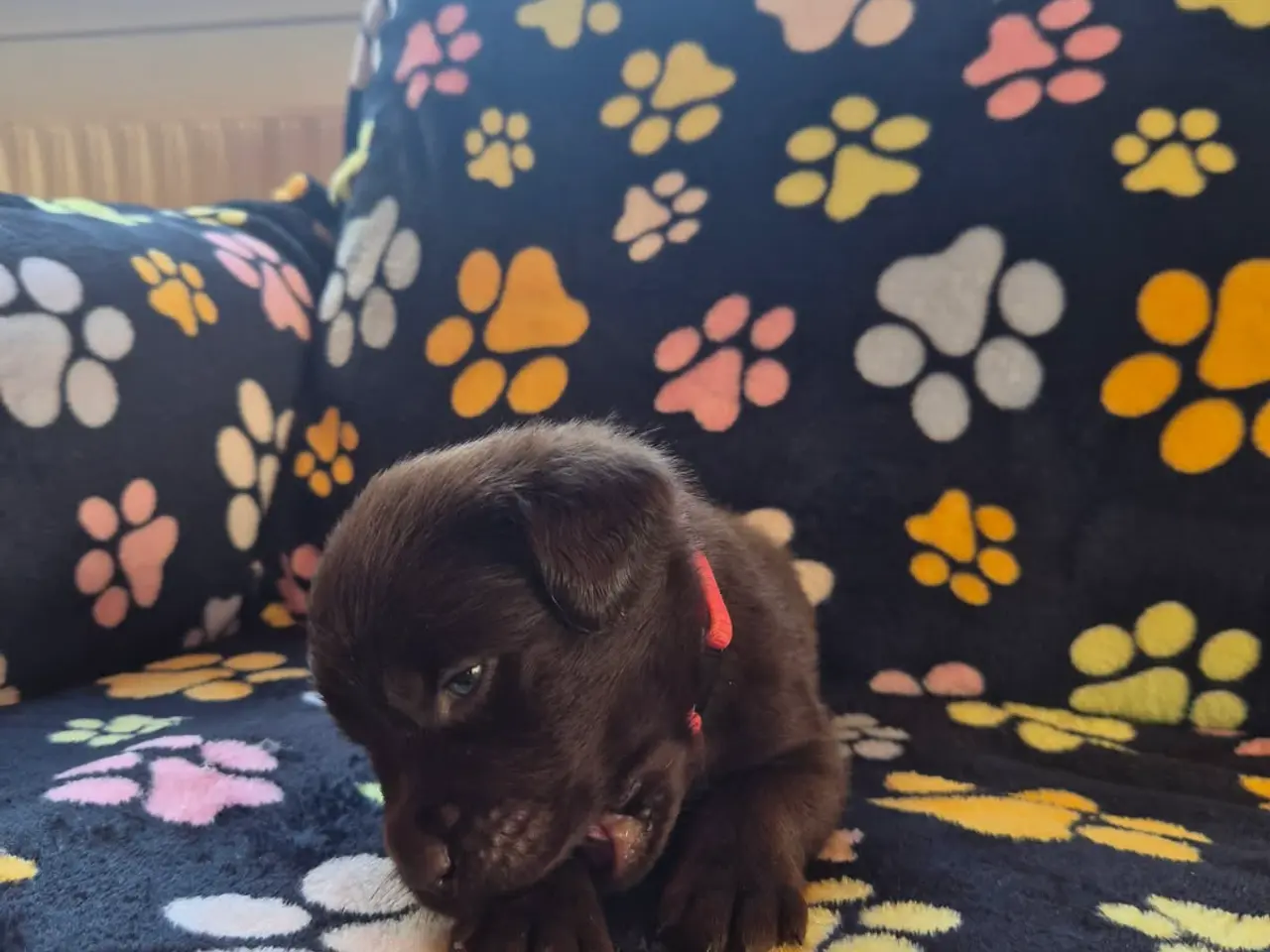 Billede 7 - Skønne gammeldags Labrador hvalpe.