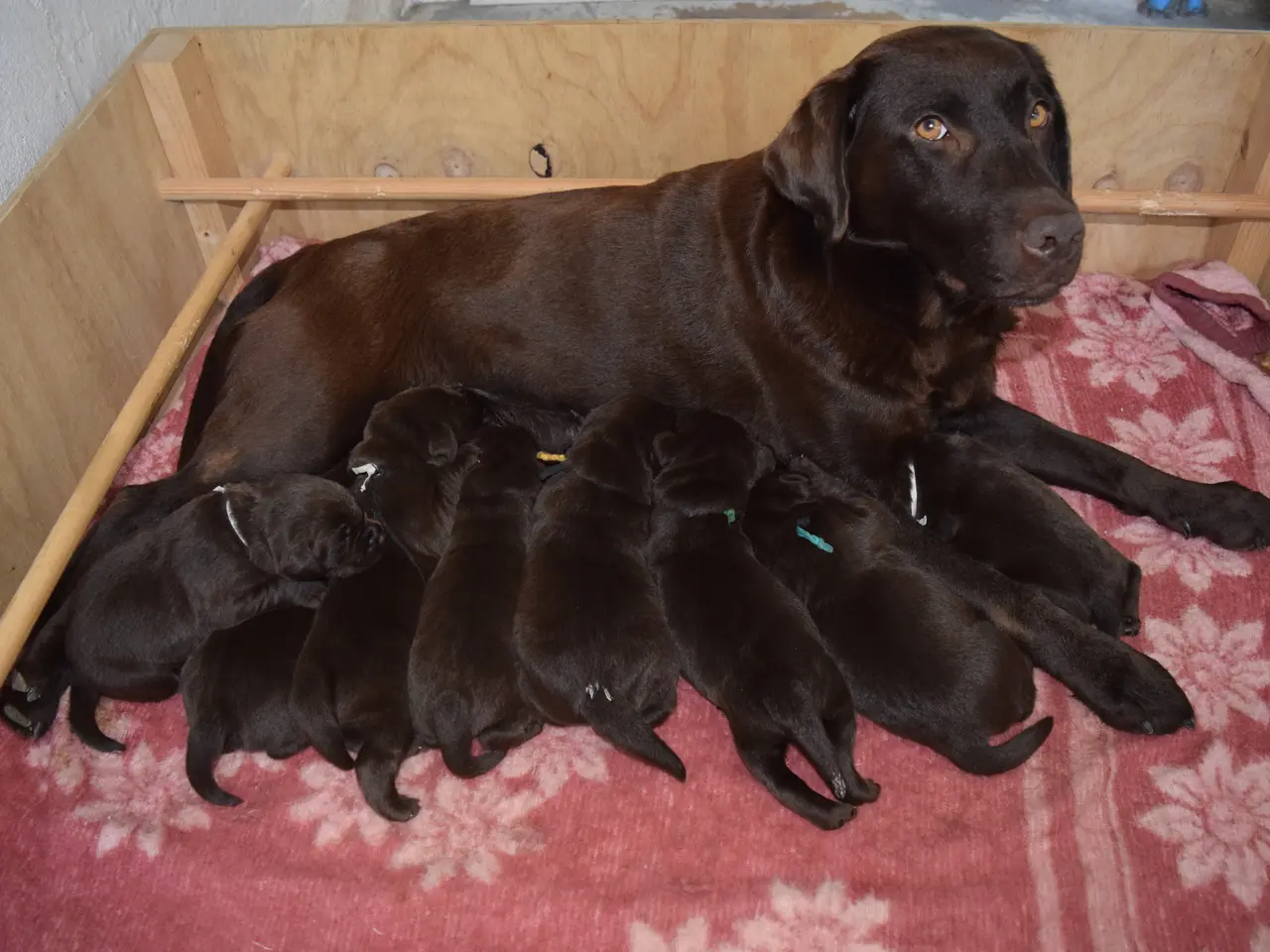 Billede 12 - Brune Labrador-hvalpe med DKK-stamtavle 🐶