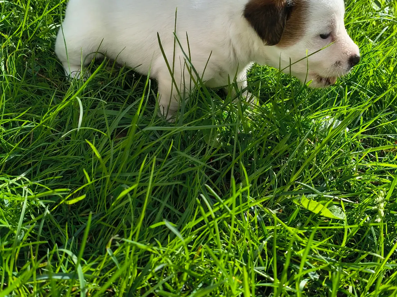 Billede 3 - Jack Russell Terrier hvalpe