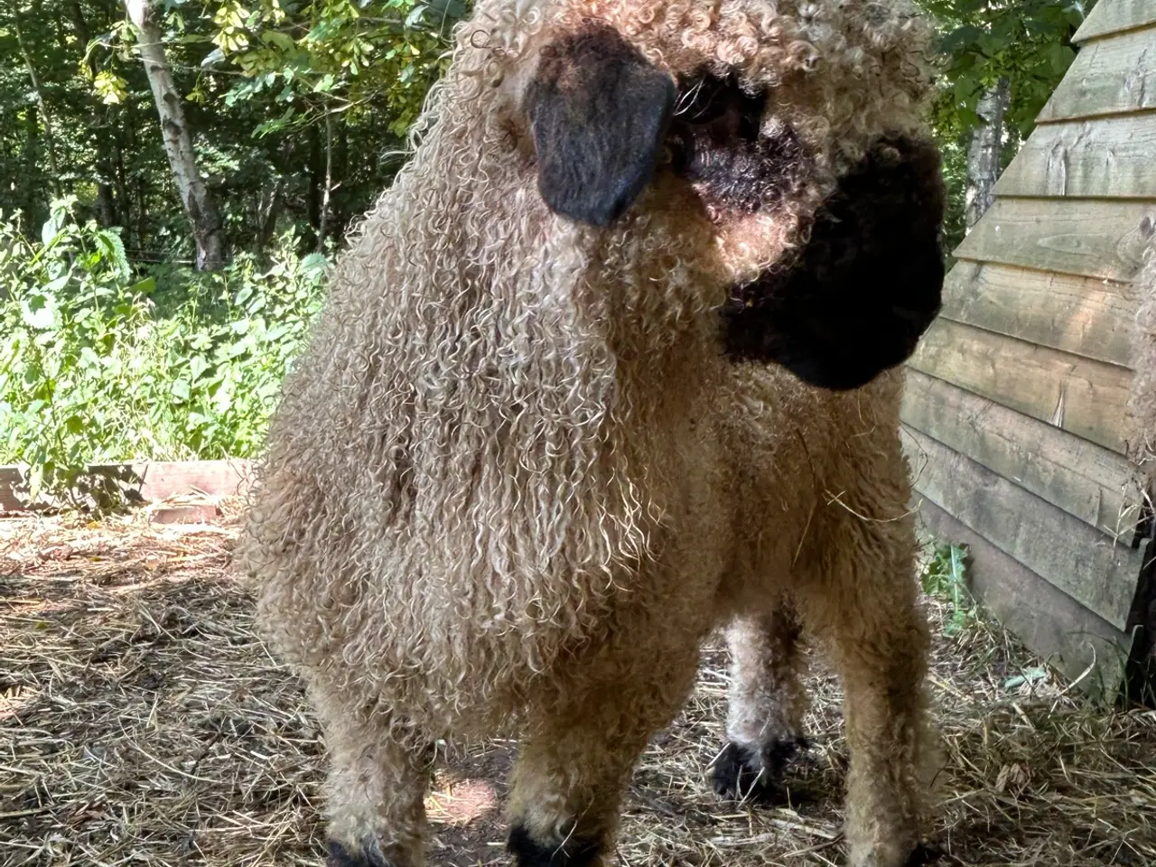 Billede 5 - Valais Blacknose gimmer lam sælges - næsten ren
