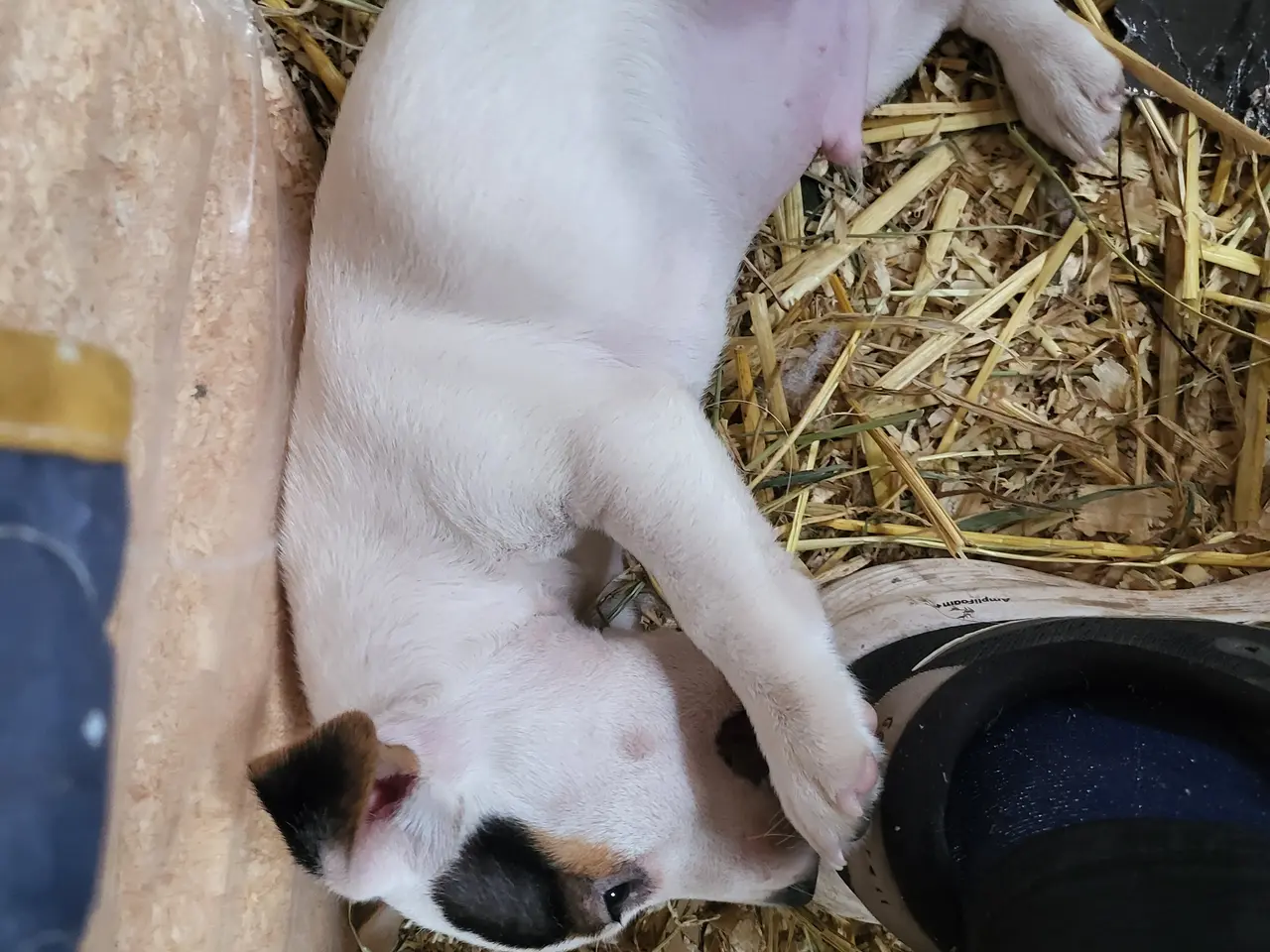 Billede 7 - Skøn Jack Russell han
