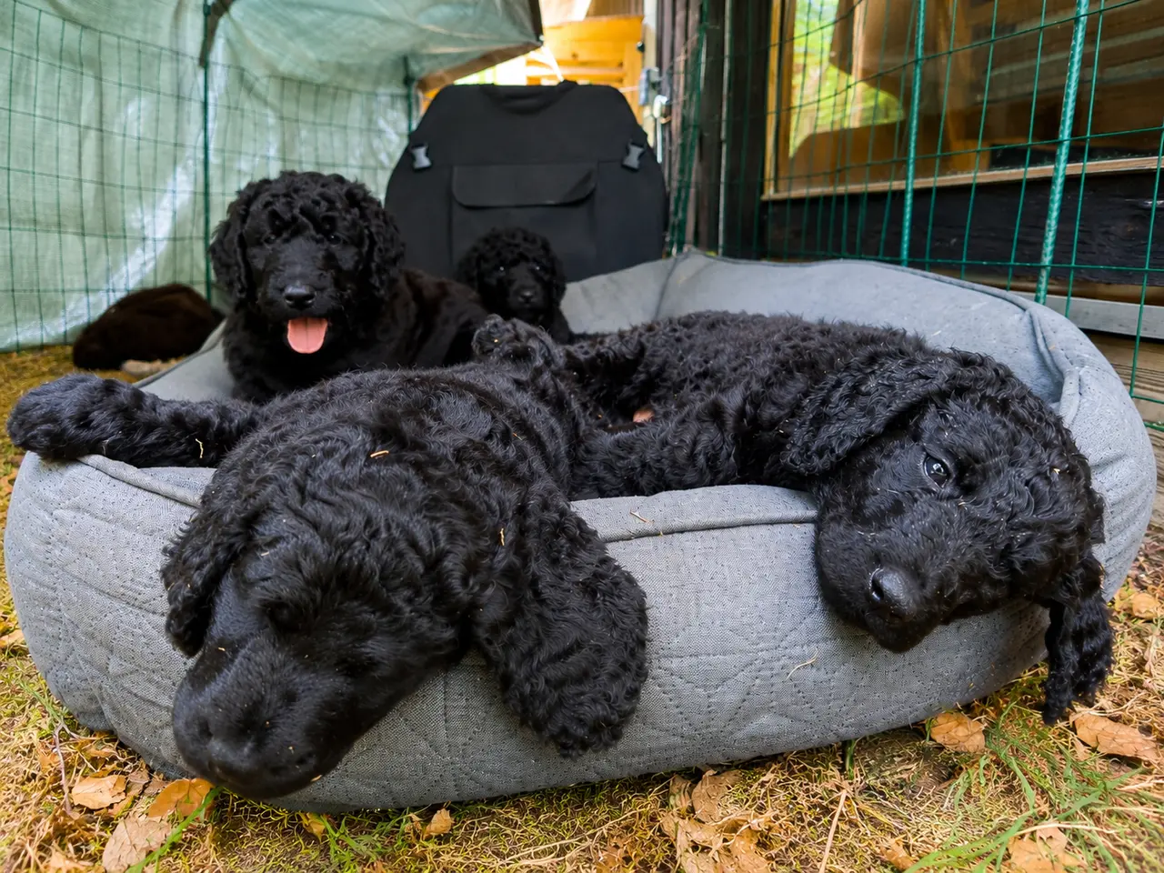 Billede 1 - F1B Labradoodle-hvalpe – klar til nye familier 1/8