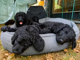 F1B Labradoodle-hvalpe – klar til nye familier 1/8