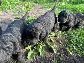 Kærlige sjældne bernedoodles