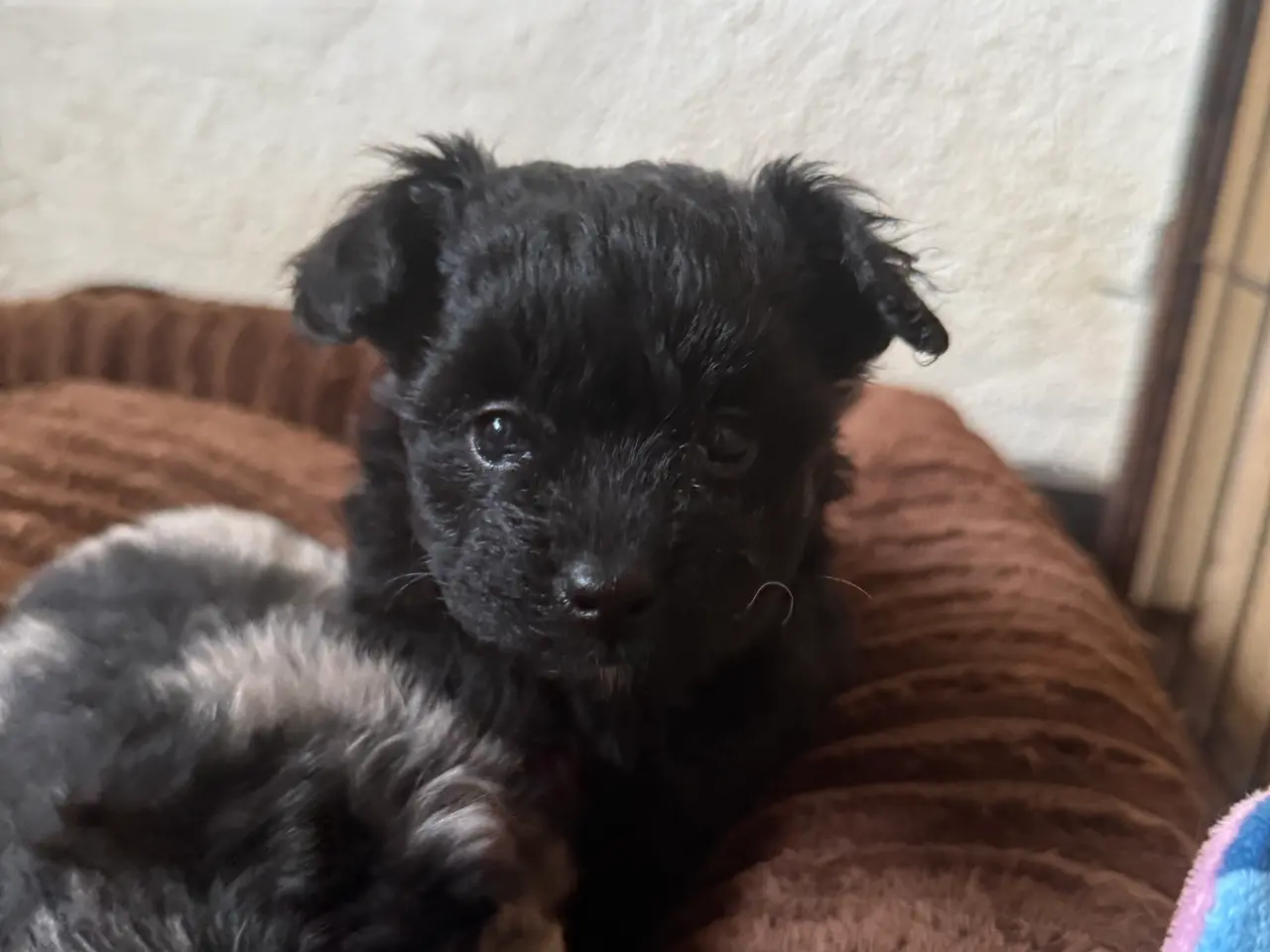 Billede 4 - Pomapoo pige