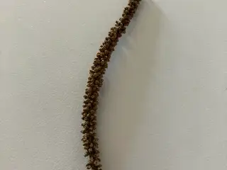 Frø af mammutblad (Gunnera)