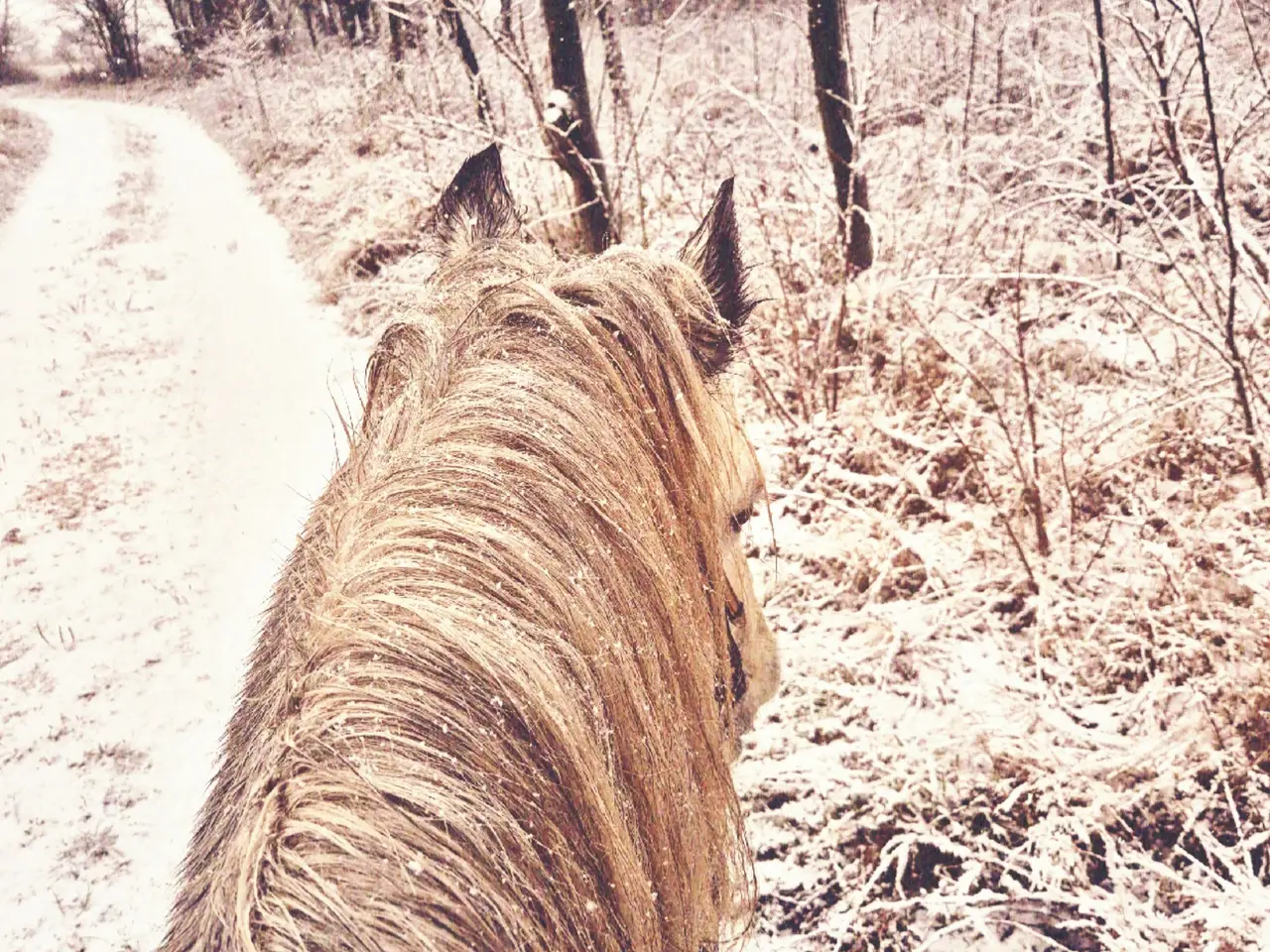 Billede 1 - Fellpony dreng 