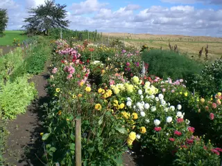 Georgineknolde med blomster