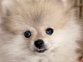 Mini Pomeranian