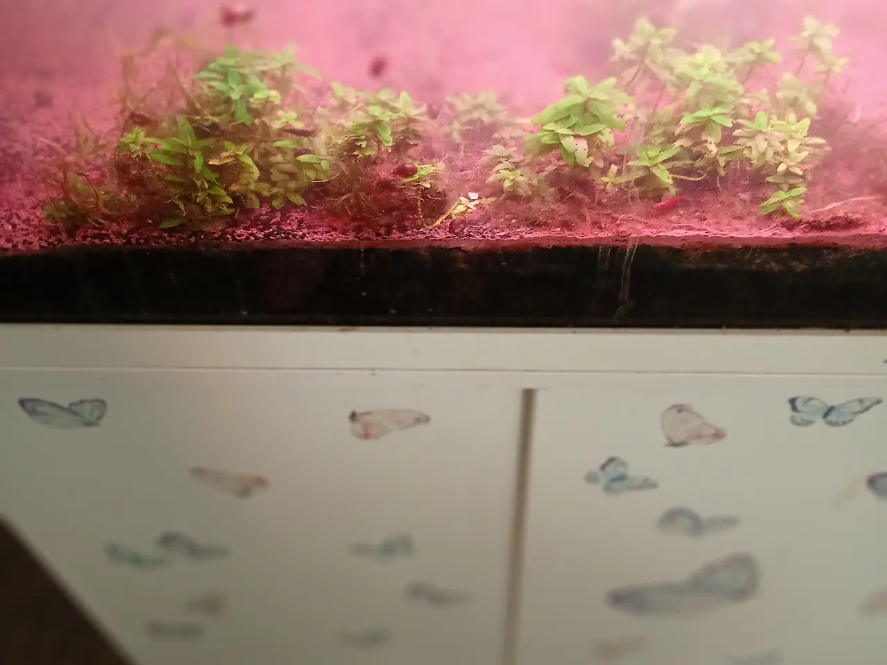 Billede 2 - Fisk og planter