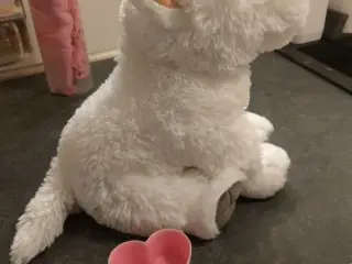 Westie toyboy/girl