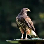 falco112