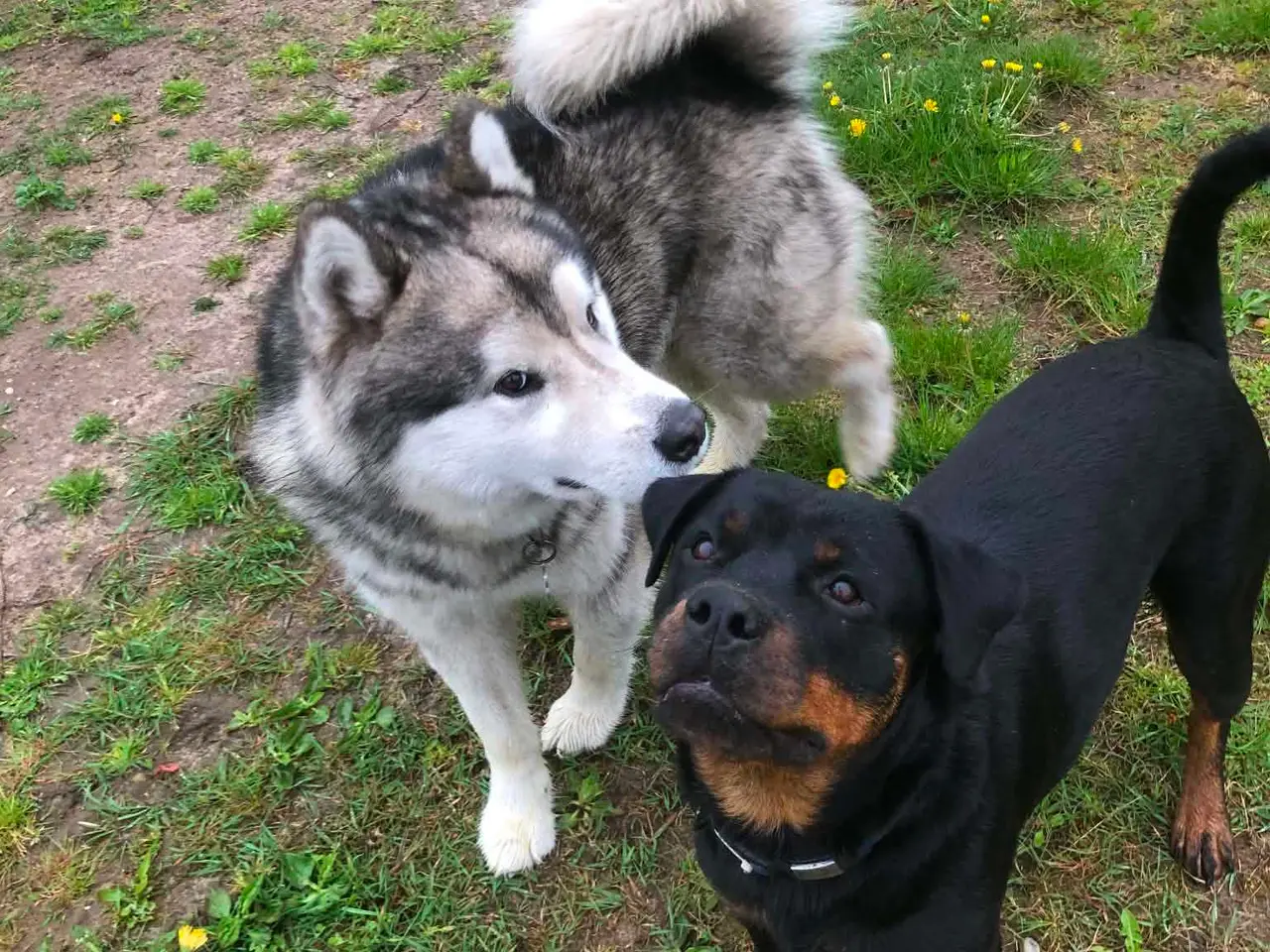 Billede 14 - ROTTWEILER/ALASKAN MALAMUT piger søger nye familie