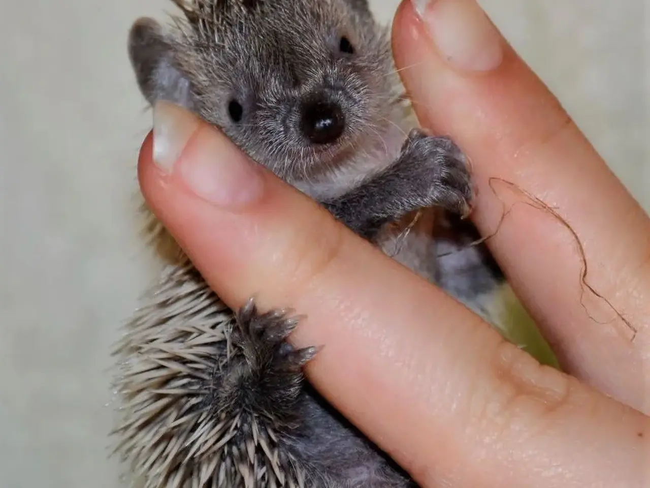 Billede 8 - Tenrec 
