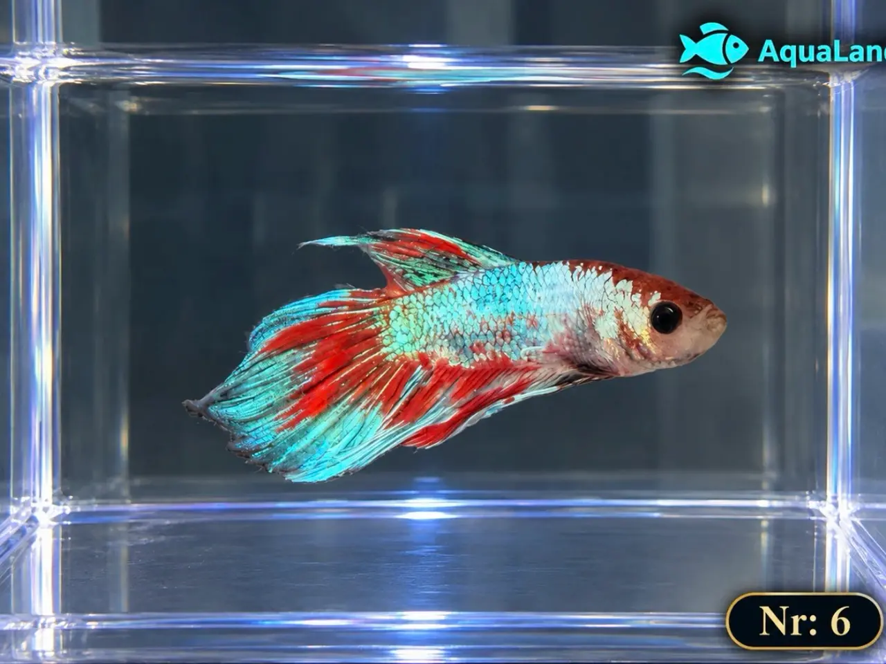 Billede 15 - 😍 Flotte Betta fisk