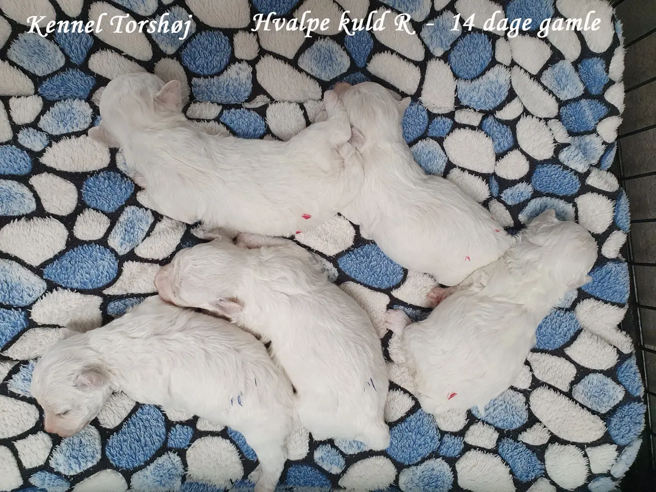 Billede 1 - Bichon Frise hvalpe