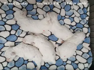 Bichon Frise hvalpe