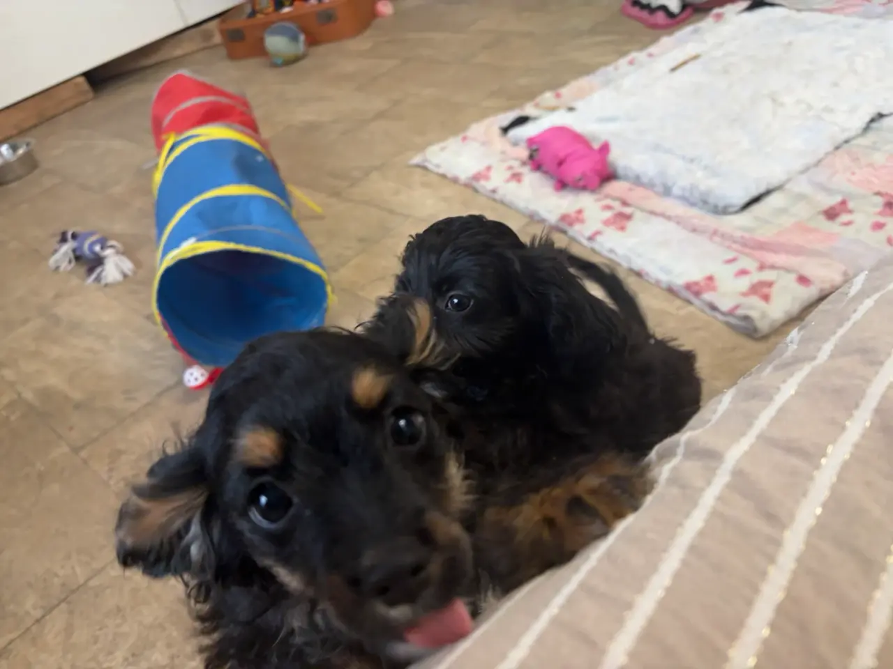 Billede 18 - Små virkelig fine mini Cavapoo babyer