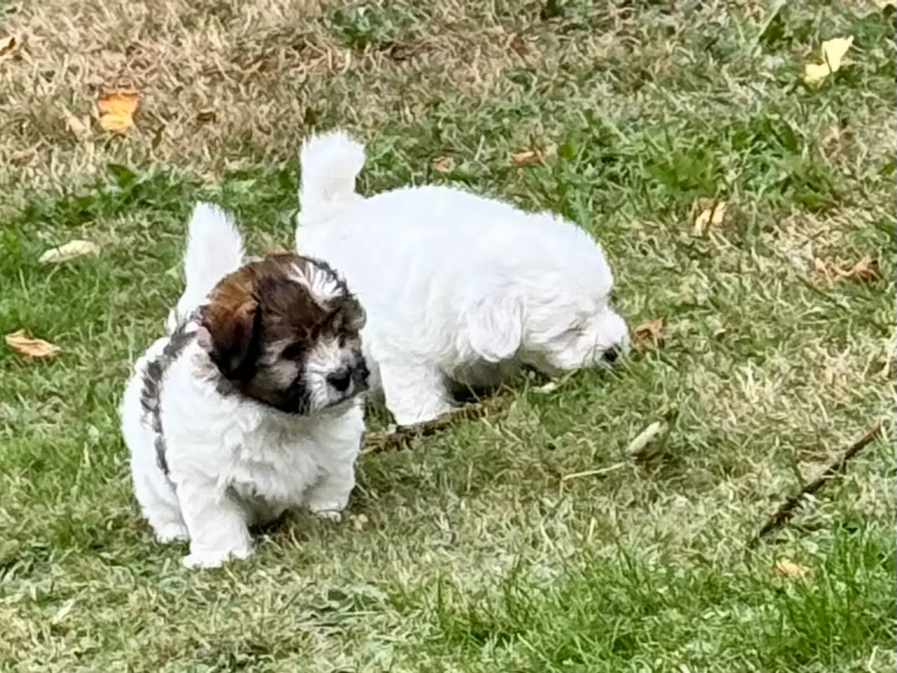 Billede 4 - Coton de tulear/havaton blanding