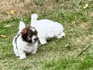 Coton de tulear/havaton blanding - 4