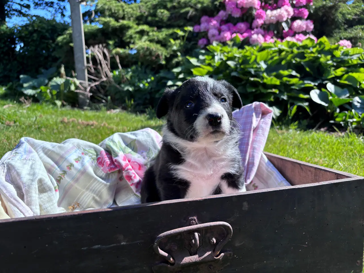Billede 8 - Border Collie hvalpe