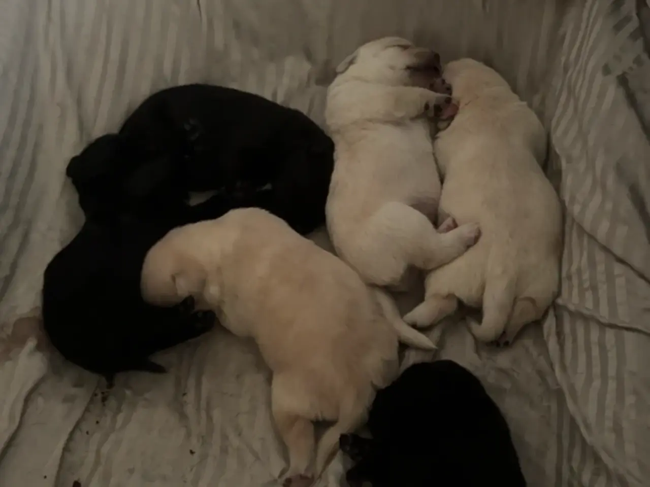 Billede 4 - 🐶 Labrador/Samojede blandingshvalpe – klar 6. okt