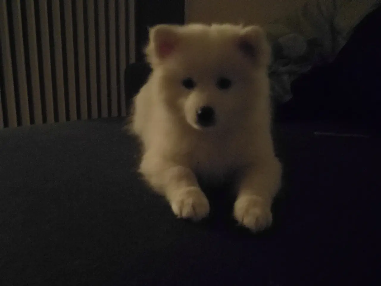 Billede 9 - MØD CODY - lille hund med et stort hjerte