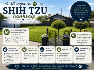 Søger en shih tzu