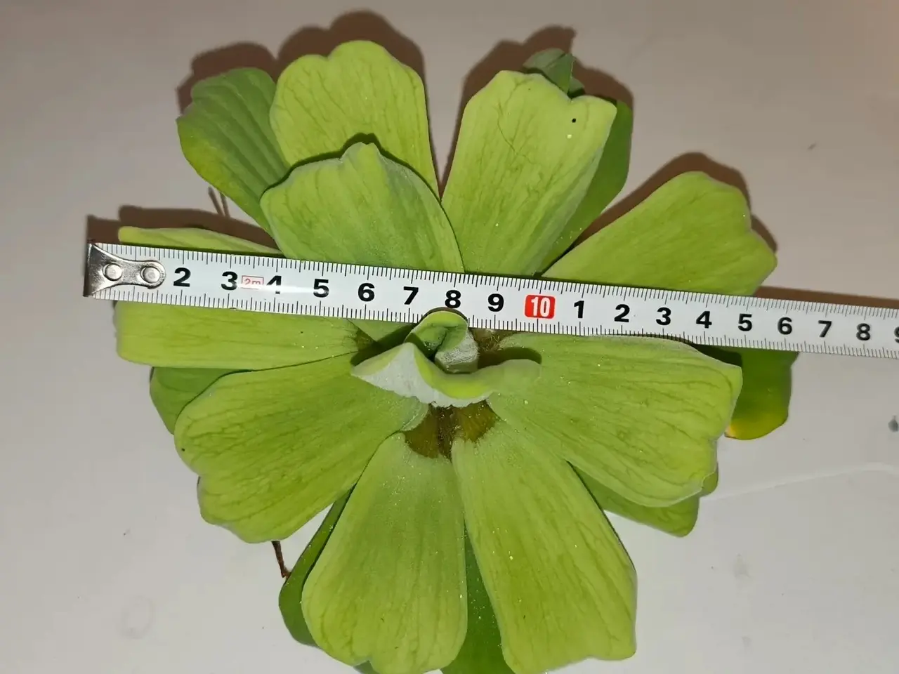 Billede 2 - Store Flydeplanter sælges